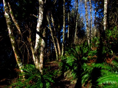 Forest at God's Thumb Hike in OR