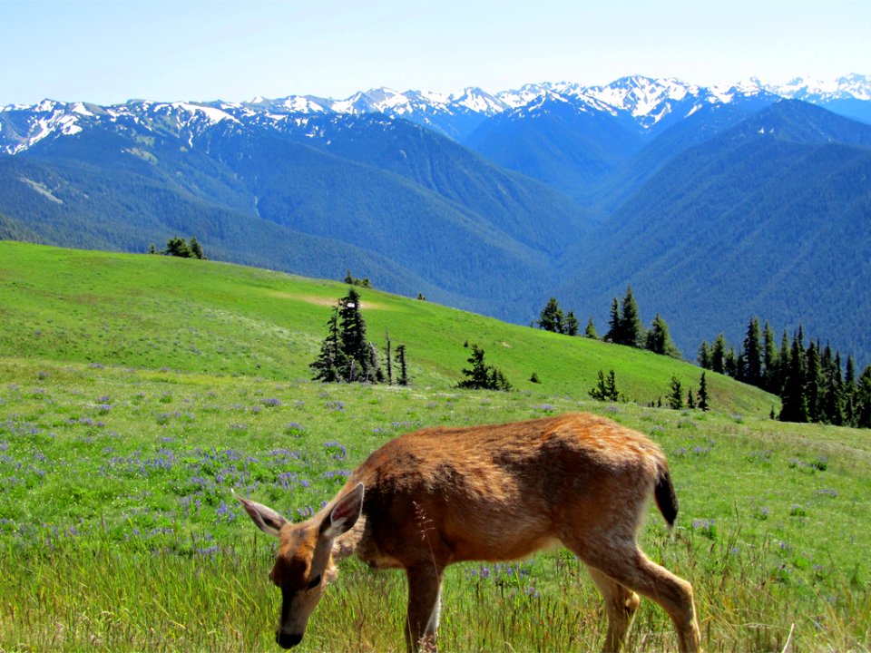 Deer at Hurricane Ridge at Olympic NP in WA