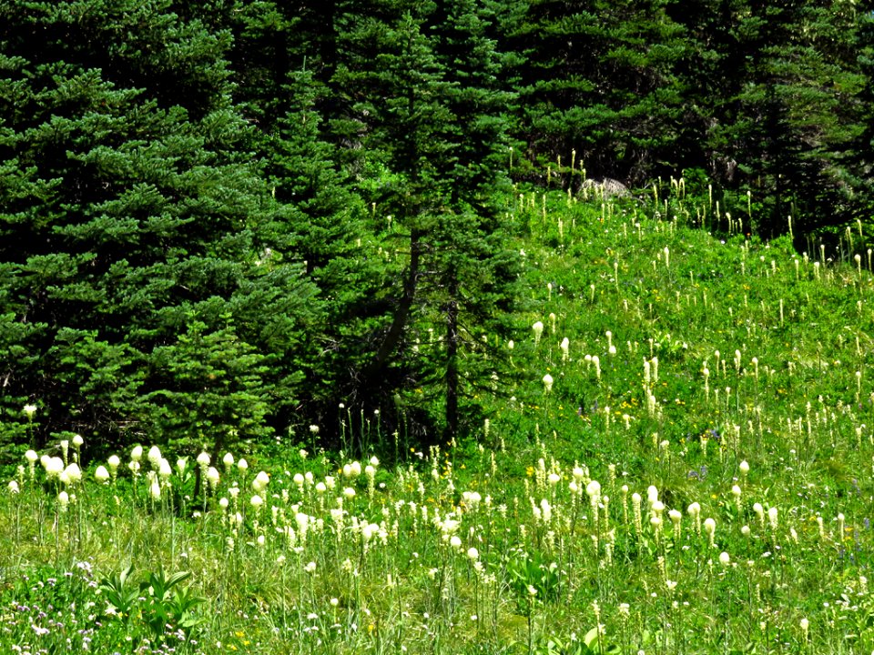 Bear Grass at Mt. Rainier NP in WA