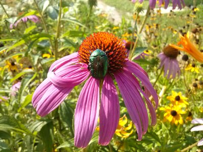 Beetle pink lilac