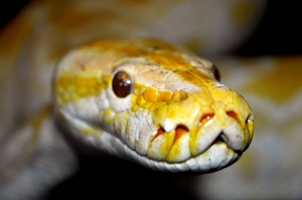 Reptile fauna animals