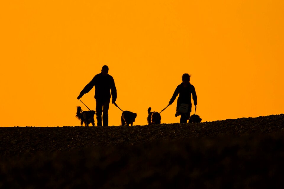 Dogs silhouettes a couple of