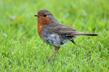 Songbird nature species
