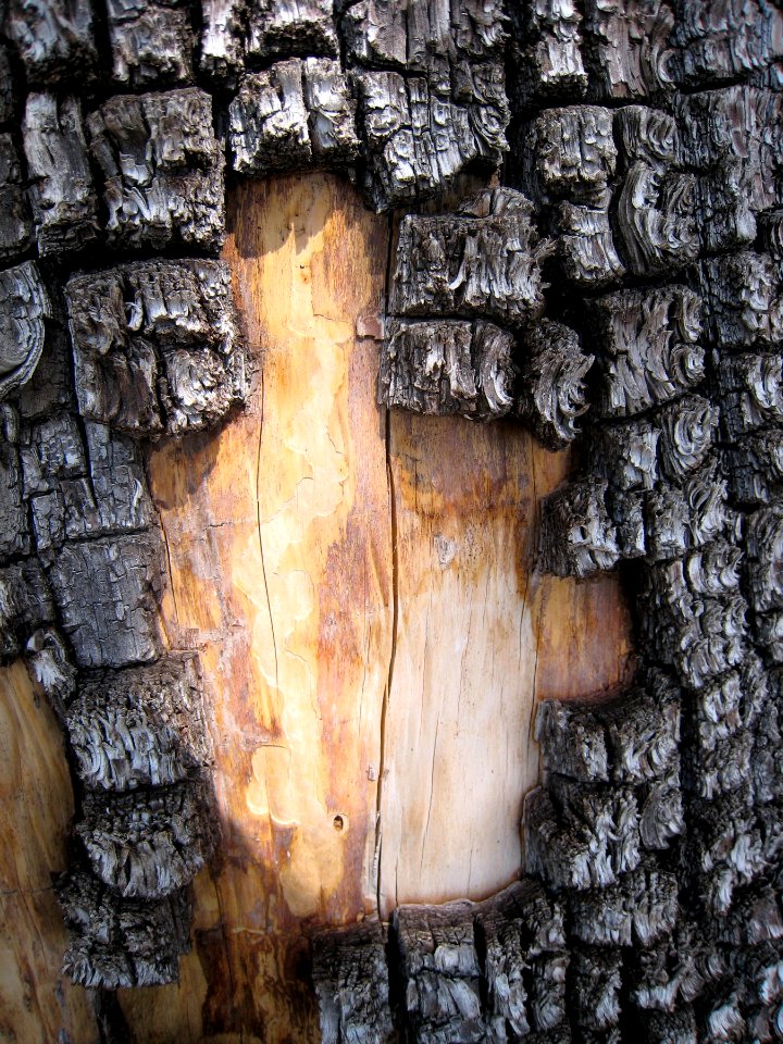 Aligator Juniper Bark