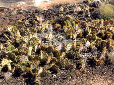 Needles District at Canyonlands NP in Utah