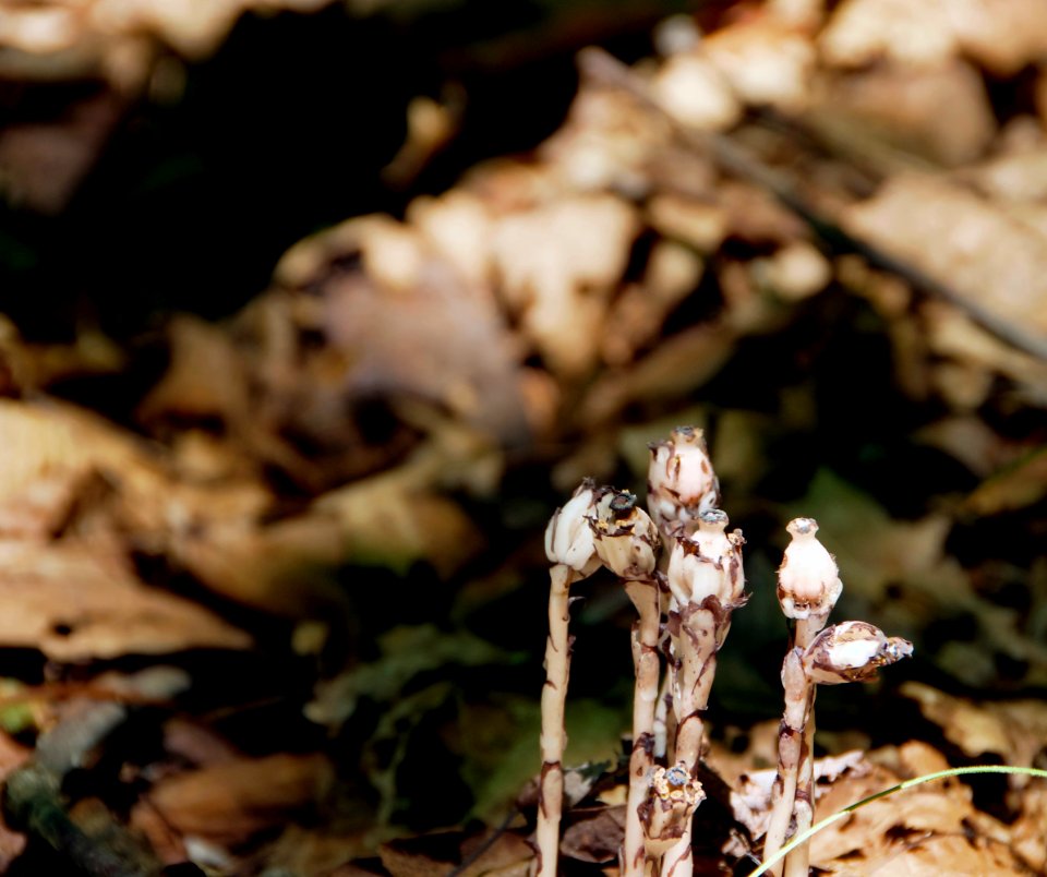 Indian Pipes