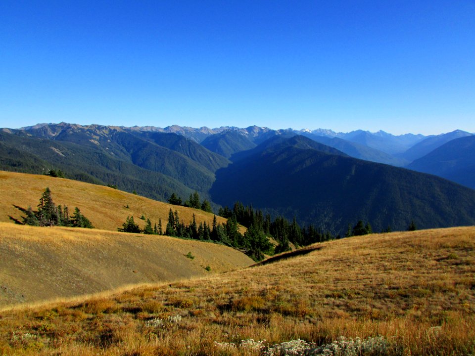 Hurricane Ridge at Olympic NP in Washington