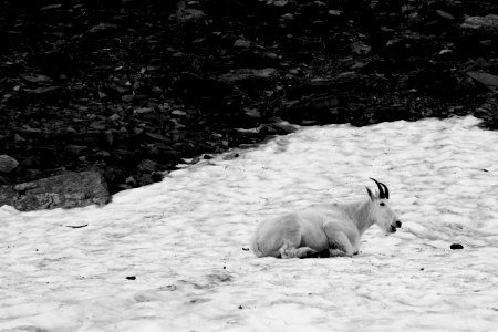 Happy mountain goat is happy photo