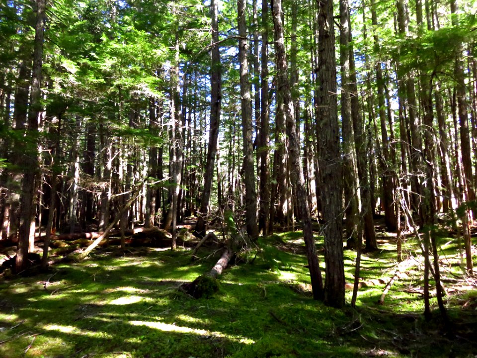 Ramona Falls Hike at Mt. Hood Wilderness in Oregon