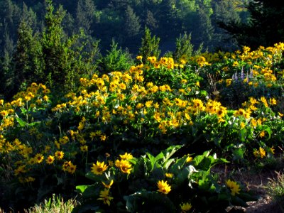 Wildflowers on Dog Mountain Trail in WA photo