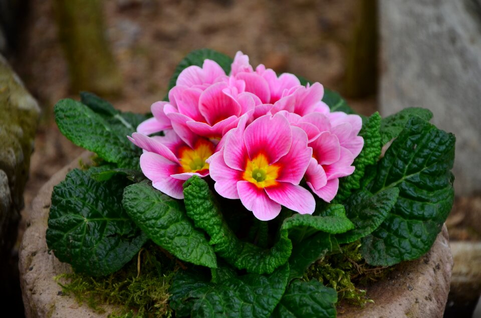 Primroses family primulaceae garden