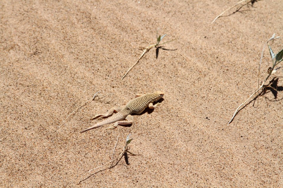 Fringe Toed Lizard