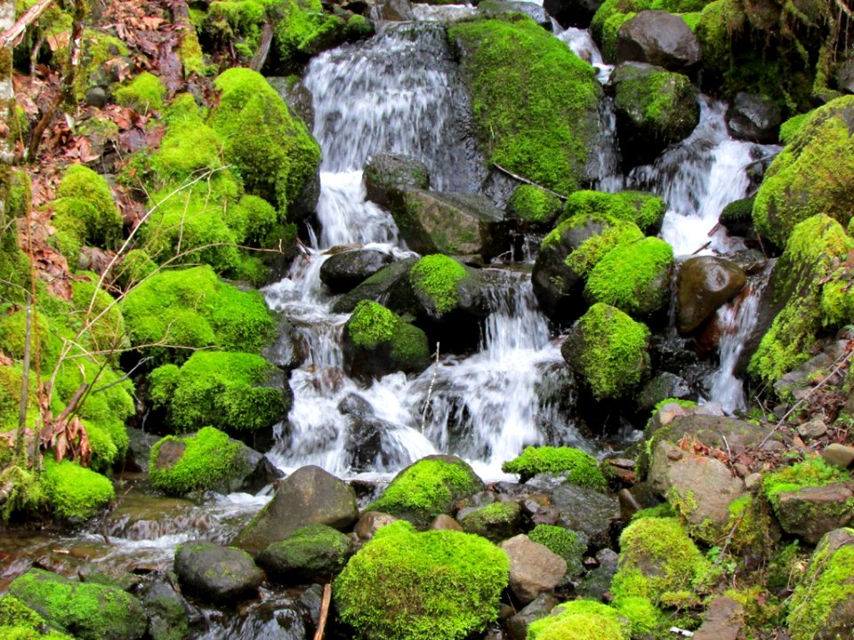 Gifford Pinchot NF in WA