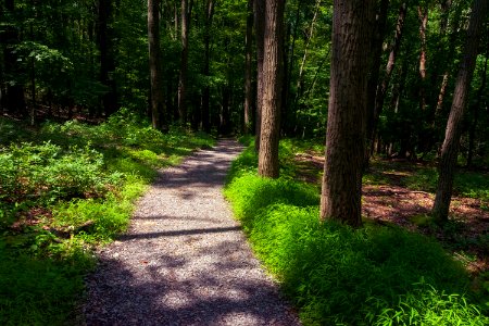 Forest Path photo