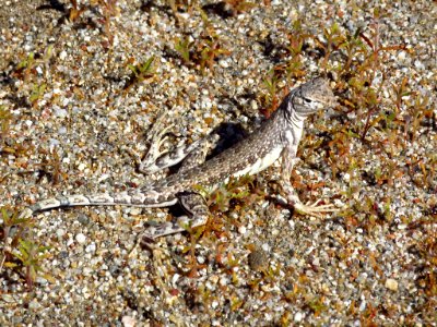 Lizard at Anza-Borrego Desert SP in CA