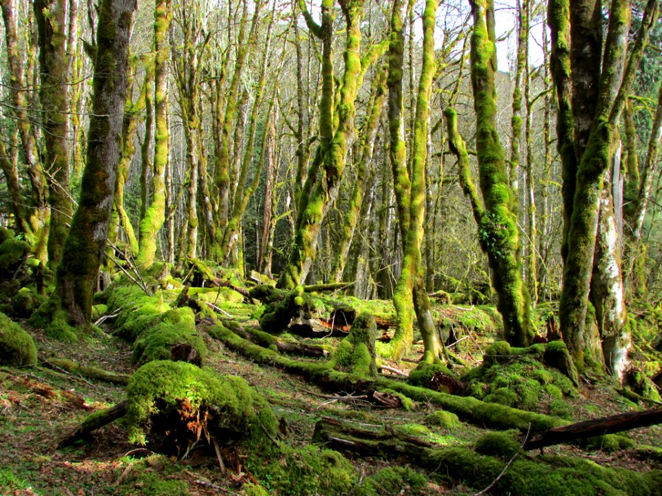 Gifford Pinchot NF in WA