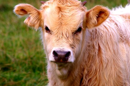 Nature china calf