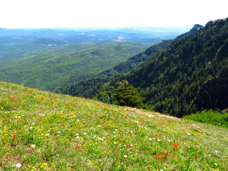 Saddle Mountain Trail in OR