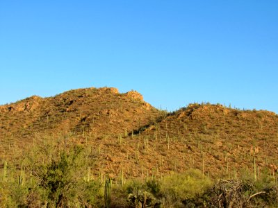 Saguaro NP in Arizona photo