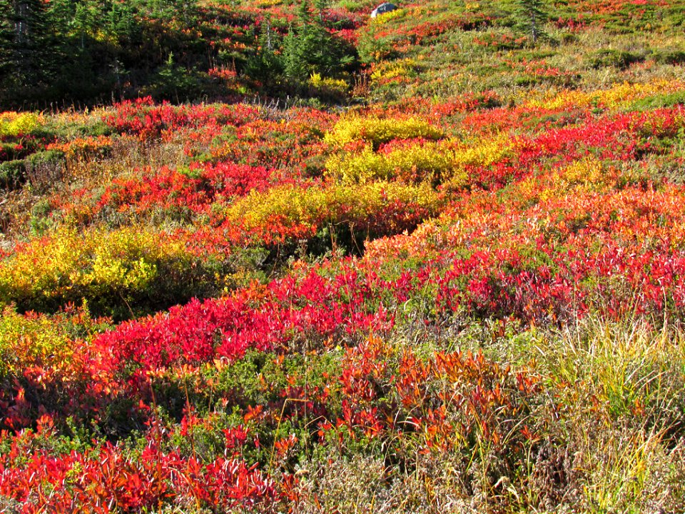 Autumn at Skyline Trail at Mt. Rainier NP in WA