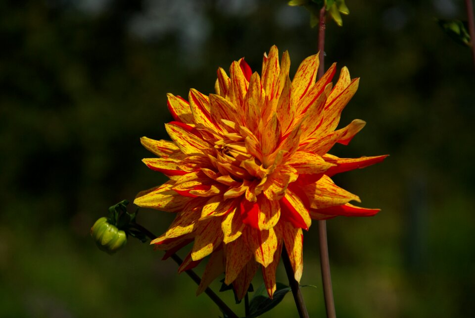Orange blossom bloom