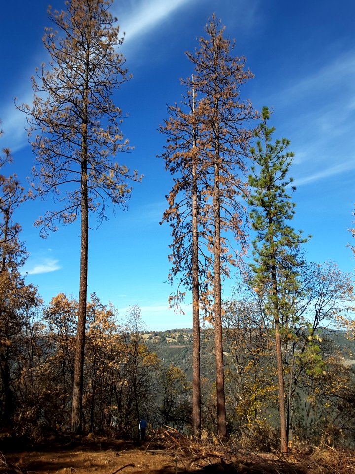 2015 Butte Fire Effects