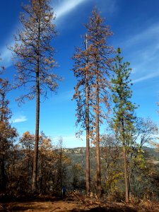 2015 Butte Fire Effects