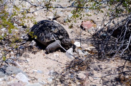 Desert Tortoise