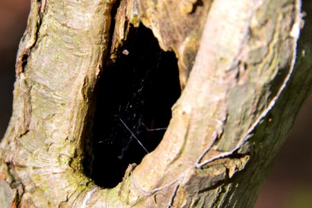 Web