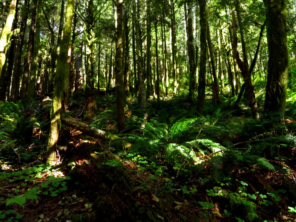 Saddle Mountain Trail in OR
