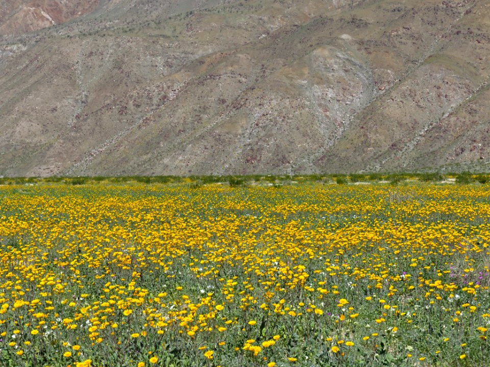 Henderson Canyon with Wildflowers at Anza-Borrego Desert SP in CA photo