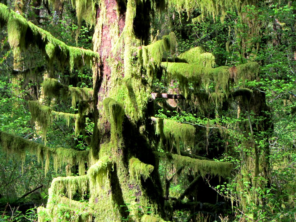 Hoh Rain Forest at Olympic NP in WA