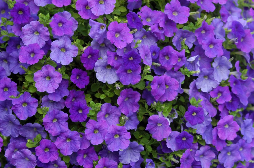 Purple petunia hanging