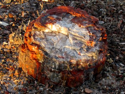 Crystal Forest at Petrified Forest NP in Arizona photo