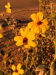 Imperial Sand Dunes Recreation Area in the El Centro Field Office