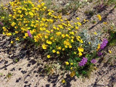Cottonwood Spring with Wildflowers at Joshua Tree NP in CA