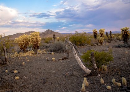 Bigelow Cholla Garden Wilderness