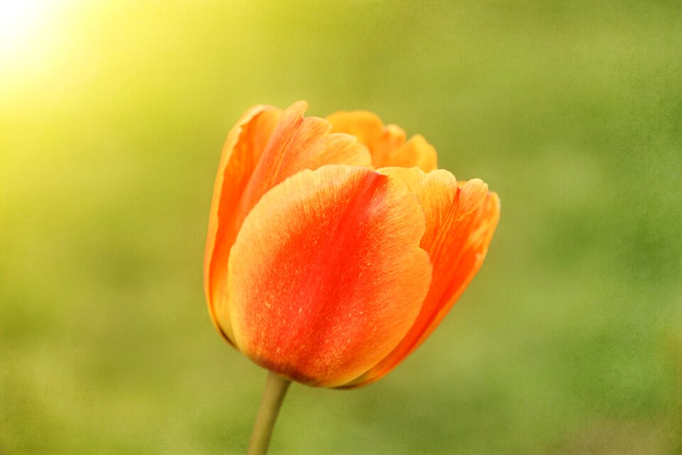 Schnittblume spring garden