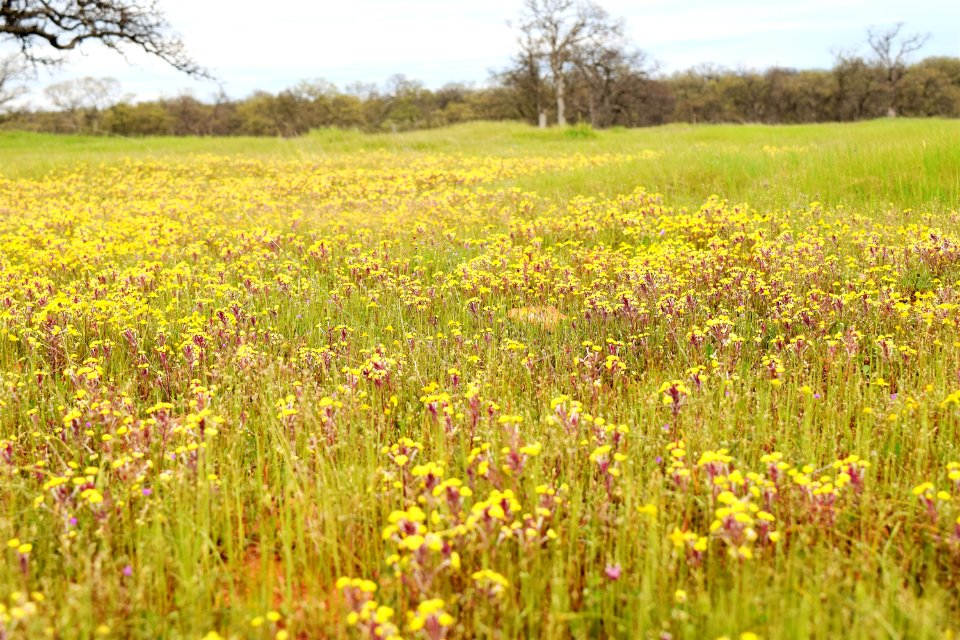Sacramento River Bend Outstanding Natural Area