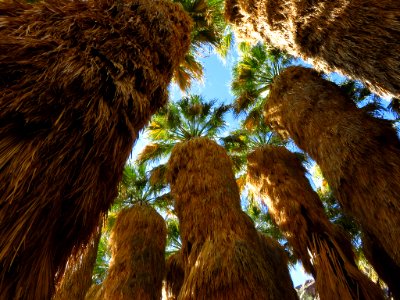 Palm Oasis at Anza-Borrego Desert SP photo