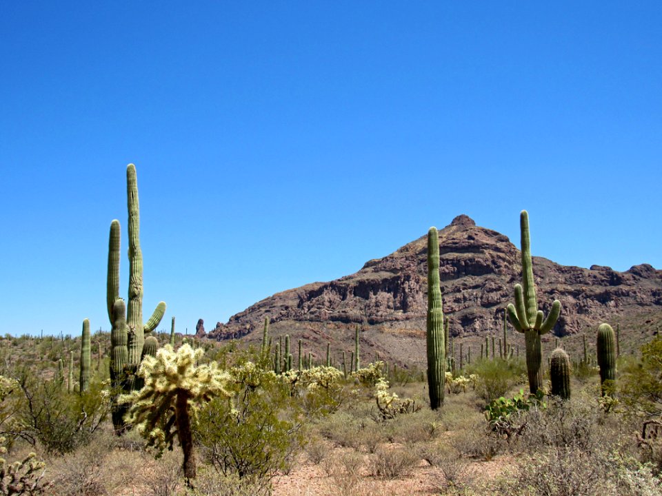 Organ Pipe Cactus NM in Arizona
