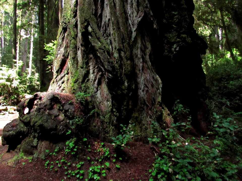 Jedediah Smith Redwoods SP in California