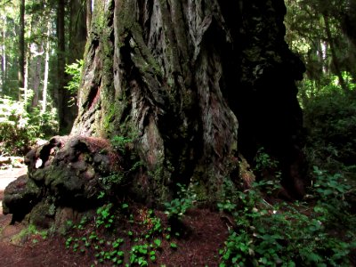 Jedediah Smith Redwoods SP in California