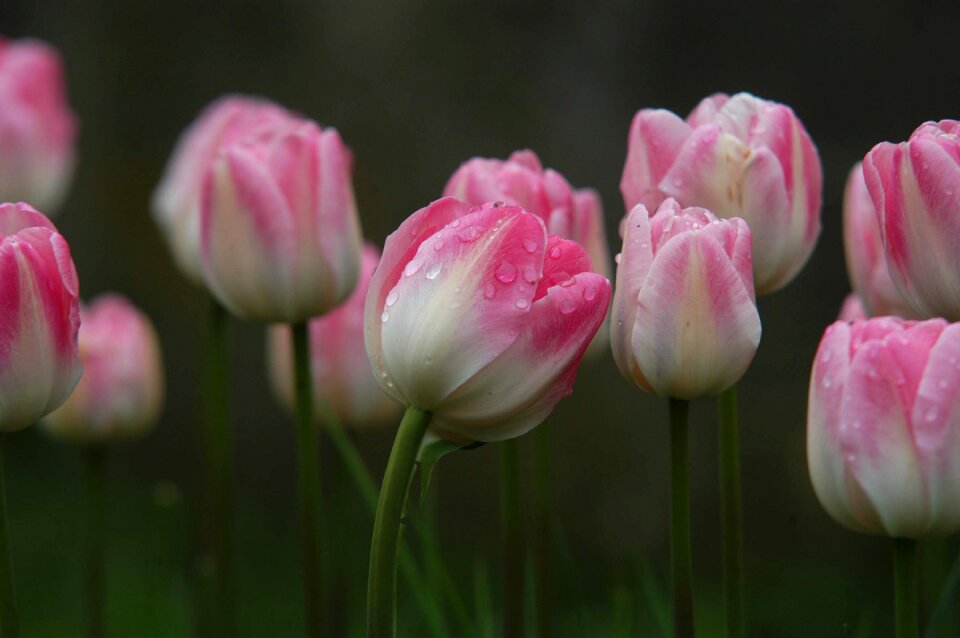 Tulips with raindrop