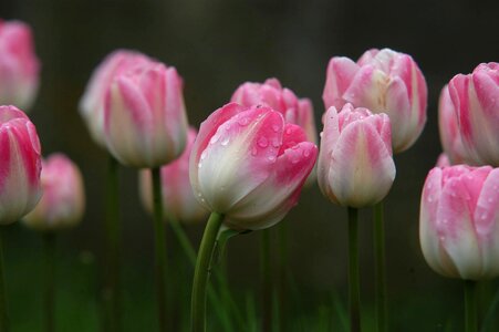 Tulips with raindrop