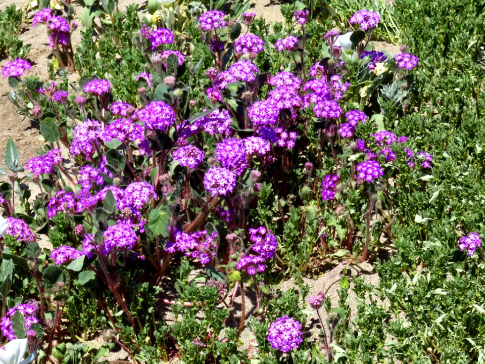 Wildflowers at Anza-Borrego Desert SP in CA