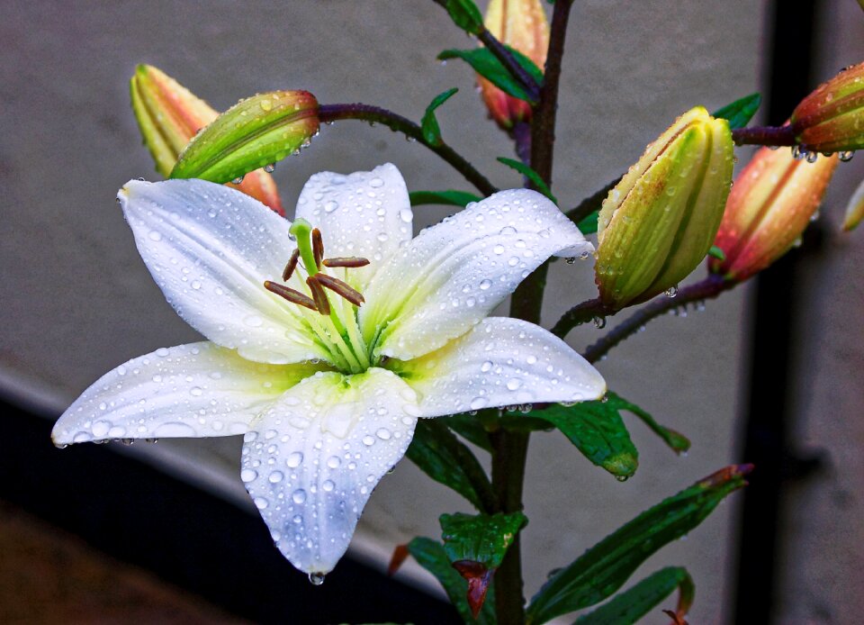 Green nature plant