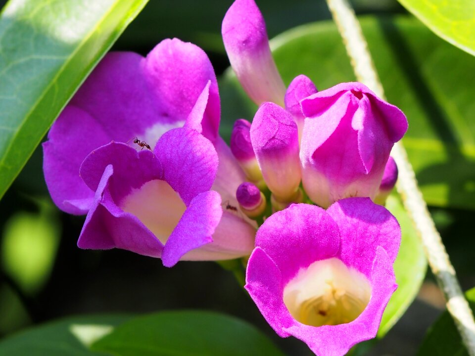 綻 flower flowering
