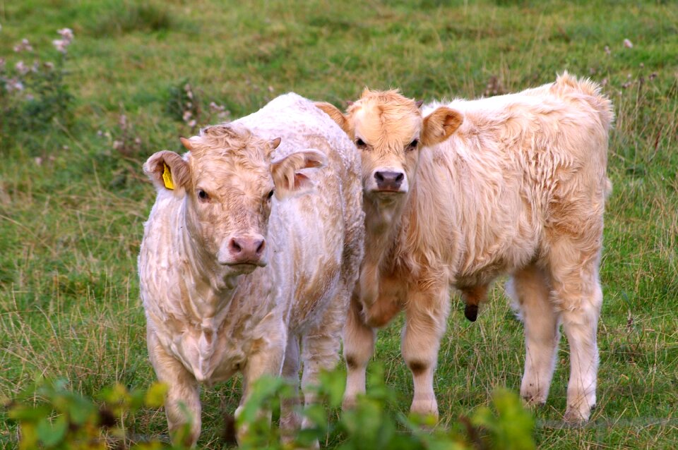 Nature china calf