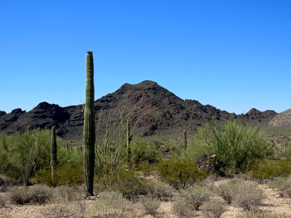 Organ Pipe Cactus NM in Arizona